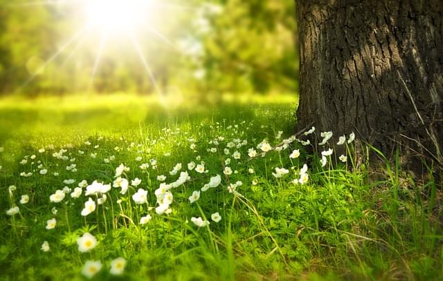 Flowers and light